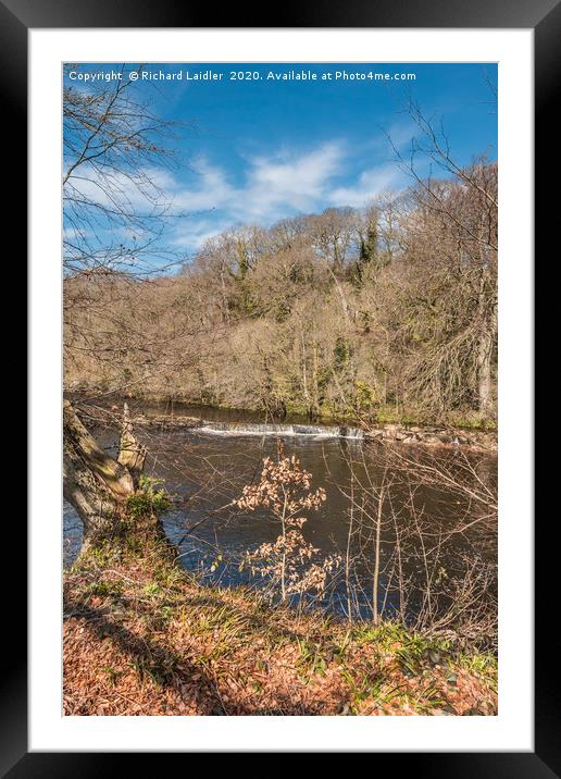 Spring morning on the River Tees at Whorlton Framed Mounted Print by Richard Laidler