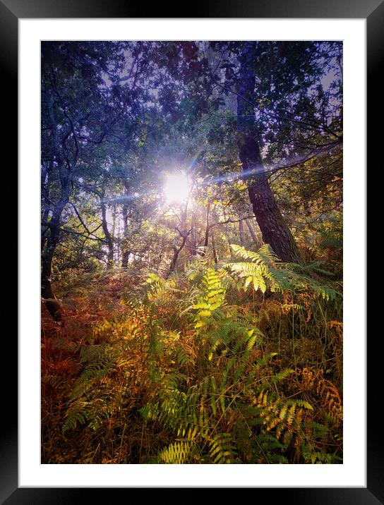 Sunny forest Framed Mounted Print by Larisa Siverina