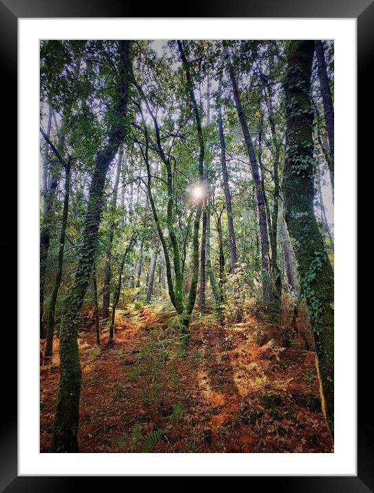 Sunny forest Framed Mounted Print by Larisa Siverina