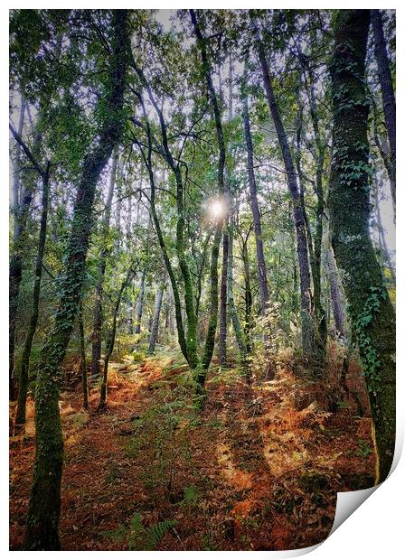 Sunny forest Print by Larisa Siverina