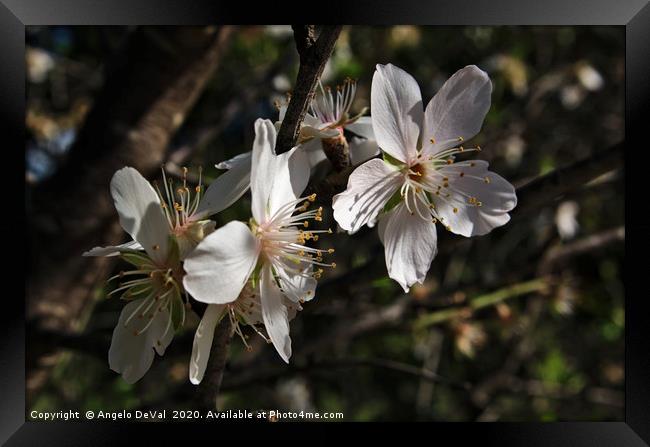 Almond Flowers Blossoms of Spring Framed Print by Angelo DeVal
