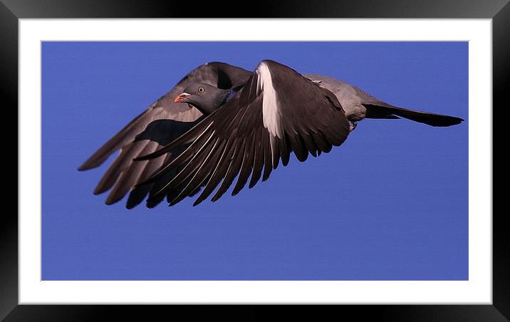 THE WOOD PIGEON Framed Mounted Print by Trevor White