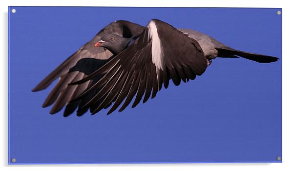 THE WOOD PIGEON Acrylic by Trevor White