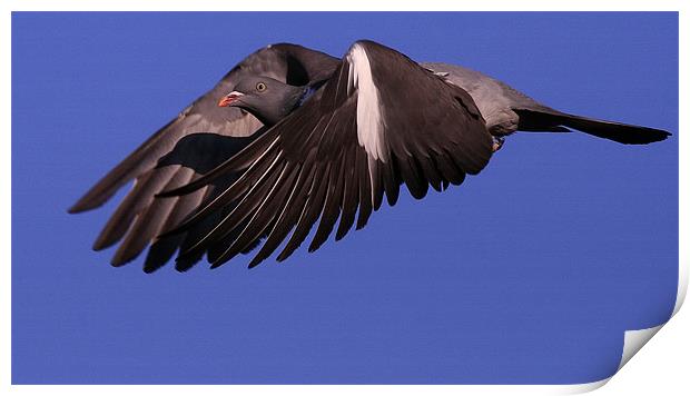 THE WOOD PIGEON Print by Trevor White