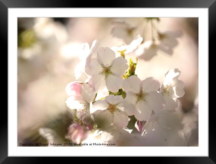 Cotswold blossom Framed Mounted Print by Simon Johnson