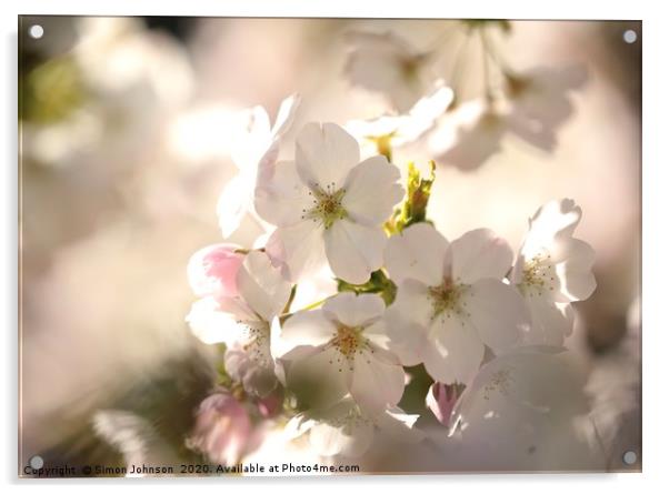 Cotswold blossom Acrylic by Simon Johnson