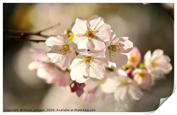sunlit blossom Print by Simon Johnson