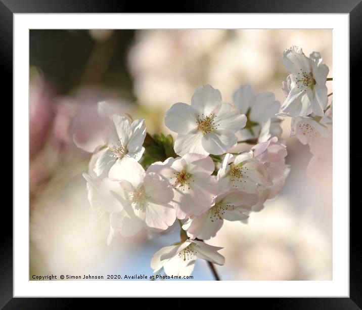 Sunlit Cherry  Blossom Framed Mounted Print by Simon Johnson