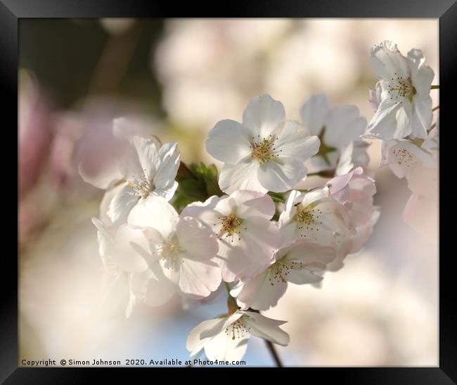 Sunlit Cherry  Blossom Framed Print by Simon Johnson