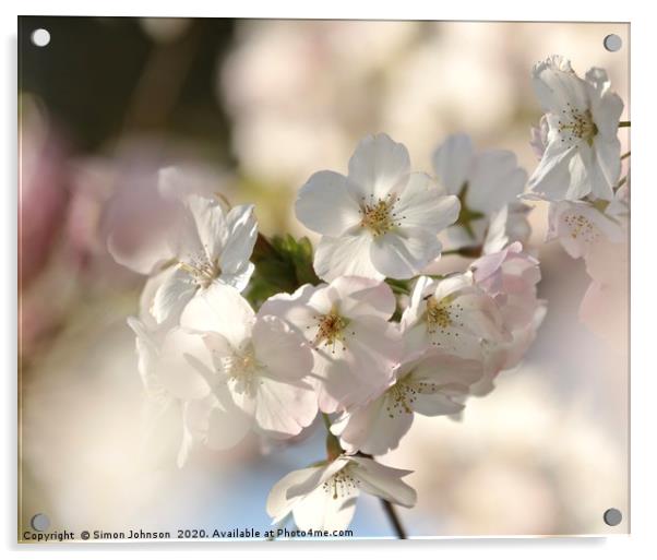 Sunlit Cherry  Blossom Acrylic by Simon Johnson