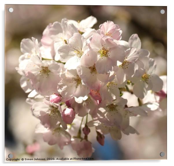 Sunlit blossom Acrylic by Simon Johnson