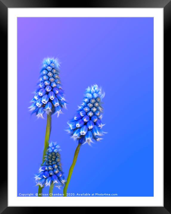 Grape Hyacinth Blue Framed Mounted Print by Alison Chambers