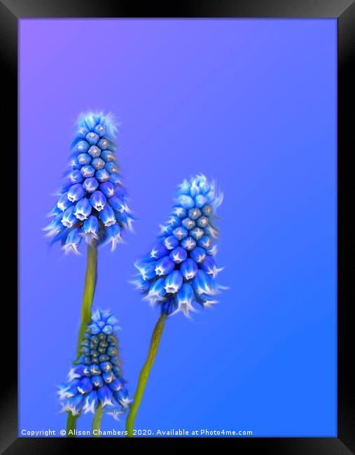 Grape Hyacinth Blue Framed Print by Alison Chambers