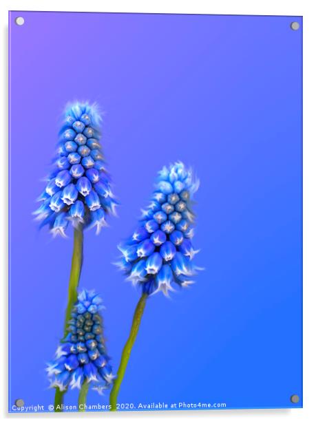 Grape Hyacinth Blue Acrylic by Alison Chambers