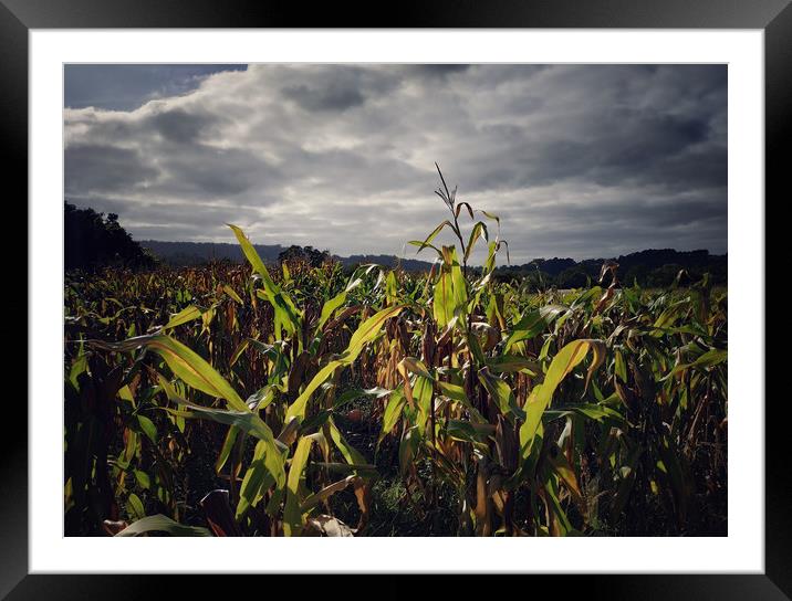 Corn field Framed Mounted Print by Larisa Siverina