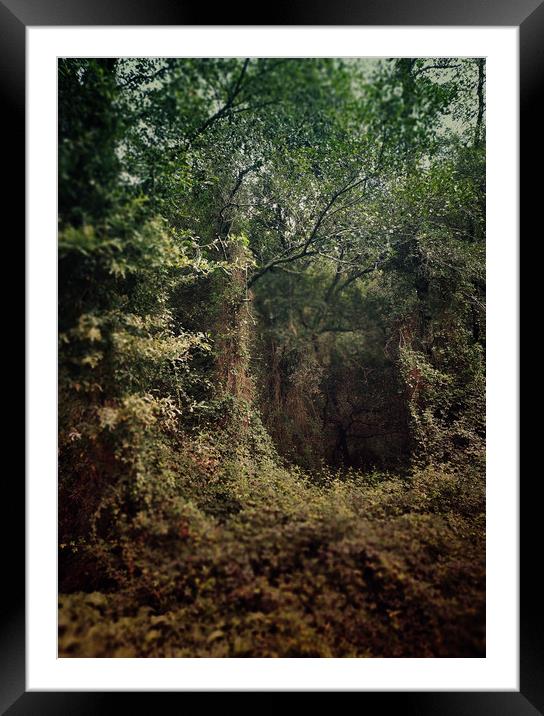 Dense forest Framed Mounted Print by Larisa Siverina