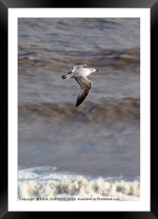 Lone gull Framed Mounted Print by PAUL OLBISON