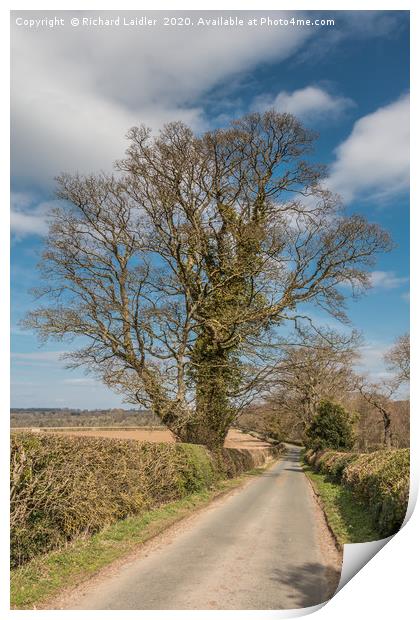 Sycamore Silhouette Print by Richard Laidler