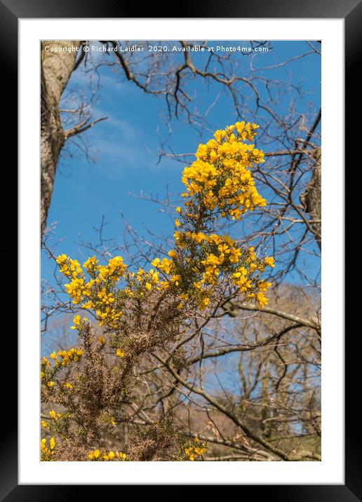 Spring Cheer - Gorse Framed Mounted Print by Richard Laidler