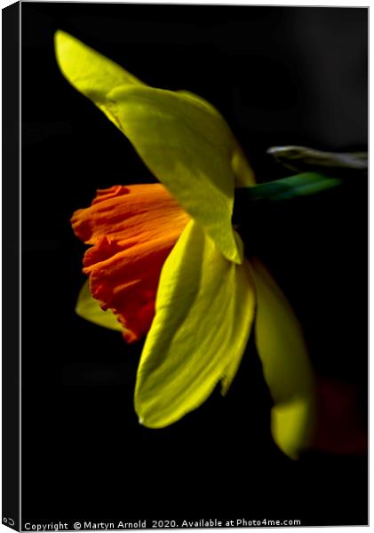 Daffodil (Narcissus) Study Canvas Print by Martyn Arnold