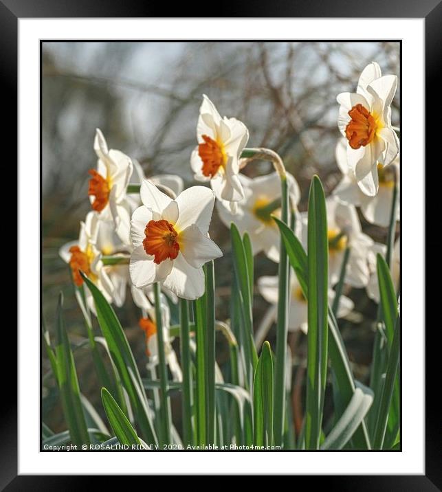 "Spring " 3 Framed Mounted Print by ROS RIDLEY