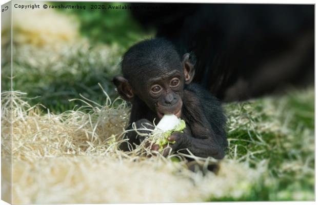 Lola The Bonobo Baby Canvas Print by rawshutterbug 