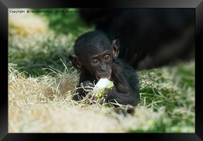 Lola The Bonobo Baby Framed Print by rawshutterbug 