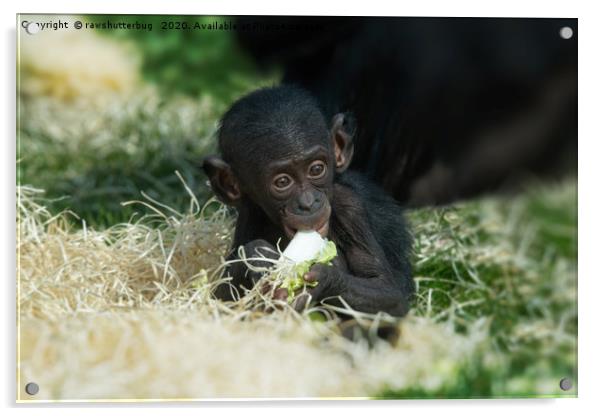 Lola The Bonobo Baby Acrylic by rawshutterbug 