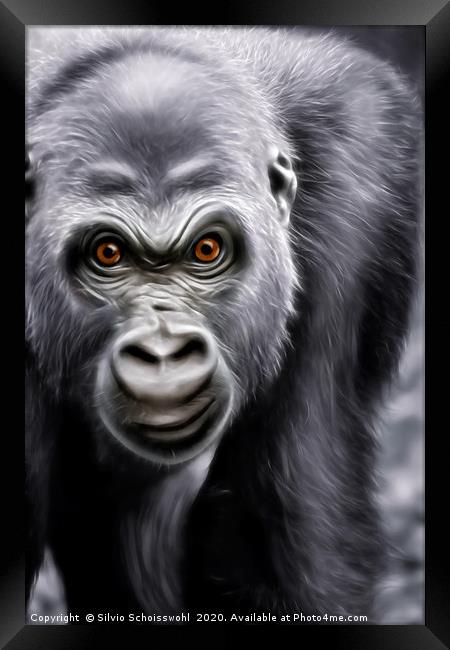 Gorilla  Framed Print by Silvio Schoisswohl