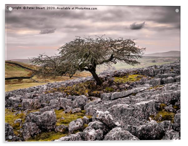 Mastiles Lone Tree Acrylic by Peter Stuart