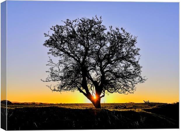 My Favourite Tree at Sunrise II Canvas Print by Shoot Creek