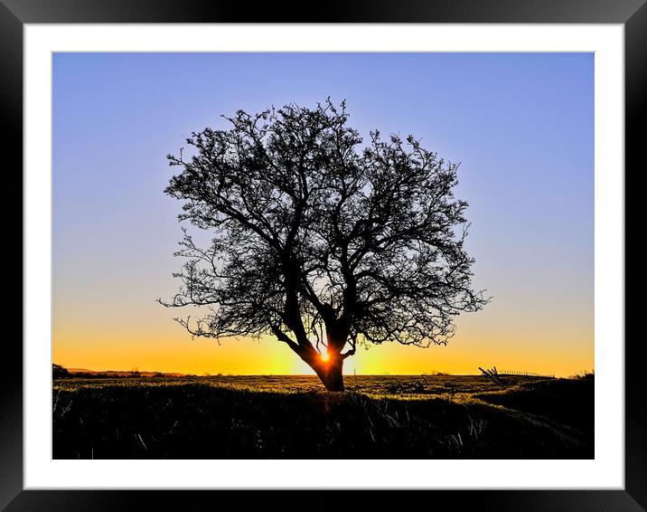 My Favourite Tree at Sunrise II Framed Mounted Print by Shoot Creek