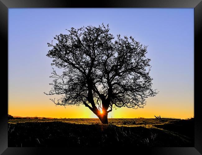 My Favourite Tree at Sunrise II Framed Print by Shoot Creek