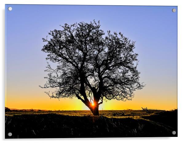My Favourite Tree at Sunrise II Acrylic by Shoot Creek