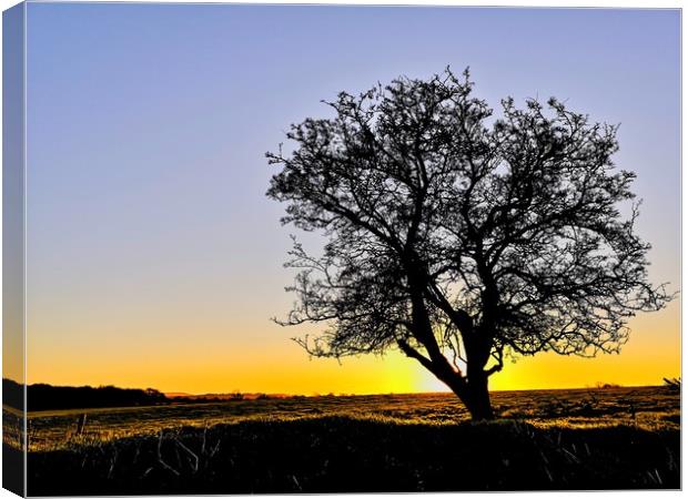 My Favourite Tree at Sunrise III Canvas Print by Shoot Creek