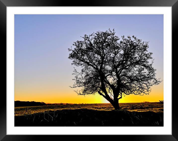 My Favourite Tree at Sunrise III Framed Mounted Print by Shoot Creek