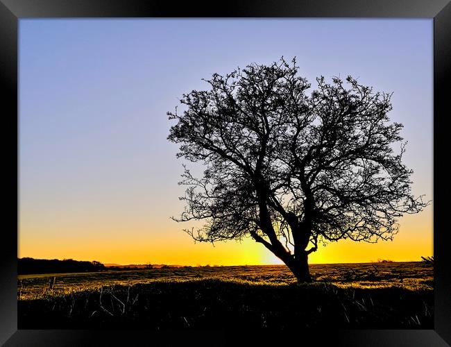 My Favourite Tree at Sunrise III Framed Print by Shoot Creek