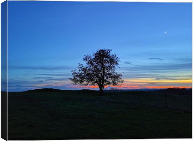 My Favourite Tree at Sunset Canvas Print by Shoot Creek