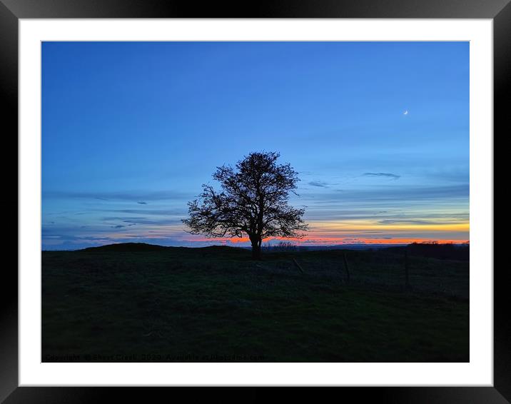 My Favourite Tree at Sunset Framed Mounted Print by Shoot Creek