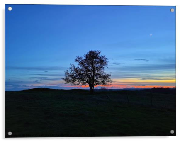 My Favourite Tree at Sunset Acrylic by Shoot Creek