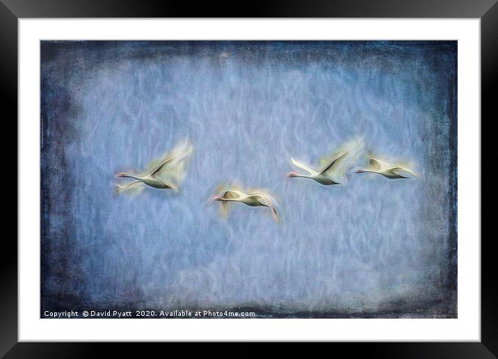 Migrating Swans Art Framed Mounted Print by David Pyatt