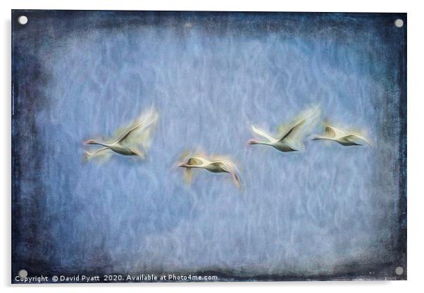 Migrating Swans Art Acrylic by David Pyatt