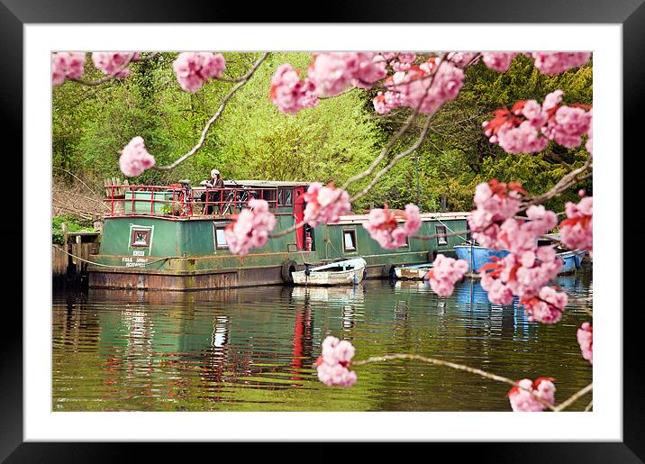 Houseboat in spring Framed Mounted Print by Stephen Mole