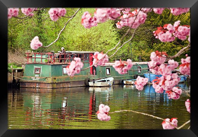 Houseboat in spring Framed Print by Stephen Mole