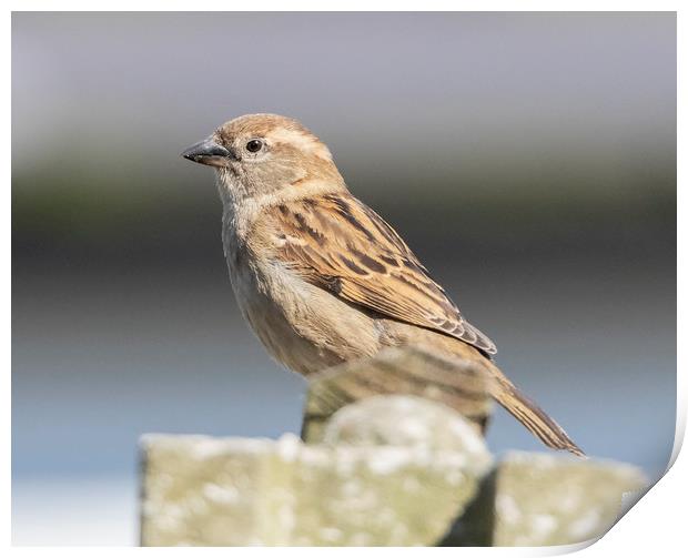 House Sparrow Print by Jonathan Thirkell