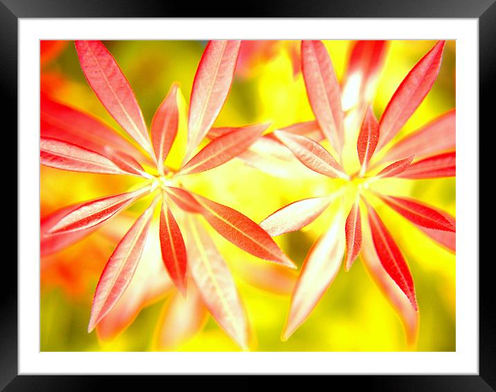 Forest Flame II Framed Mounted Print by Louise Godwin