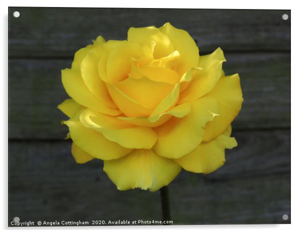Yellow Rose Acrylic by Angela Cottingham