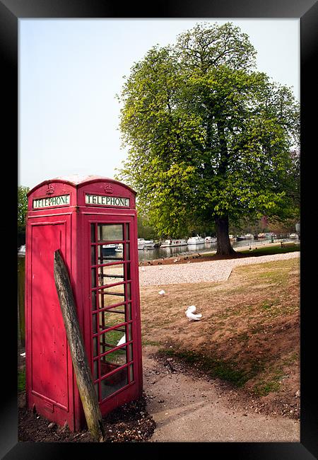 Red Telephone Box in spring Framed Print by Stephen Mole