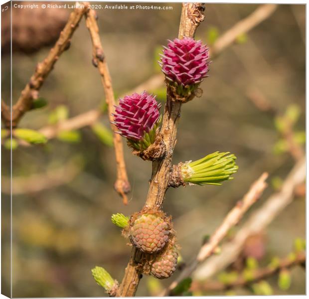 Spring Cheer - Female Larch Flowers Canvas Print by Richard Laidler