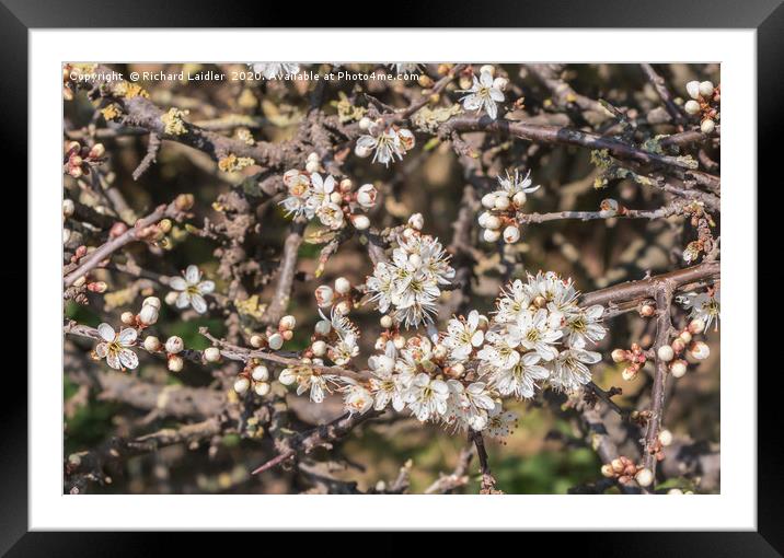 Spring Cheer - Flowering Blackthorn Framed Mounted Print by Richard Laidler